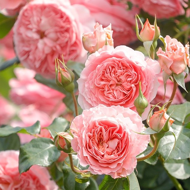 Роза парковая Самер Файрворкс